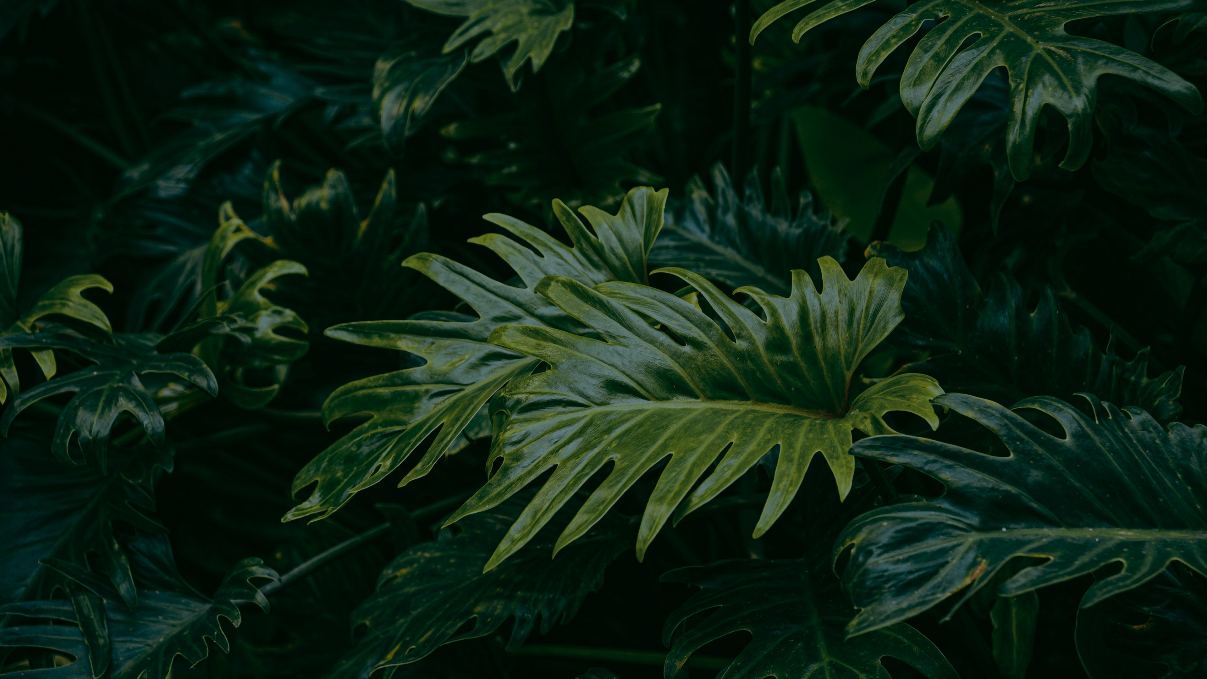 Green Space