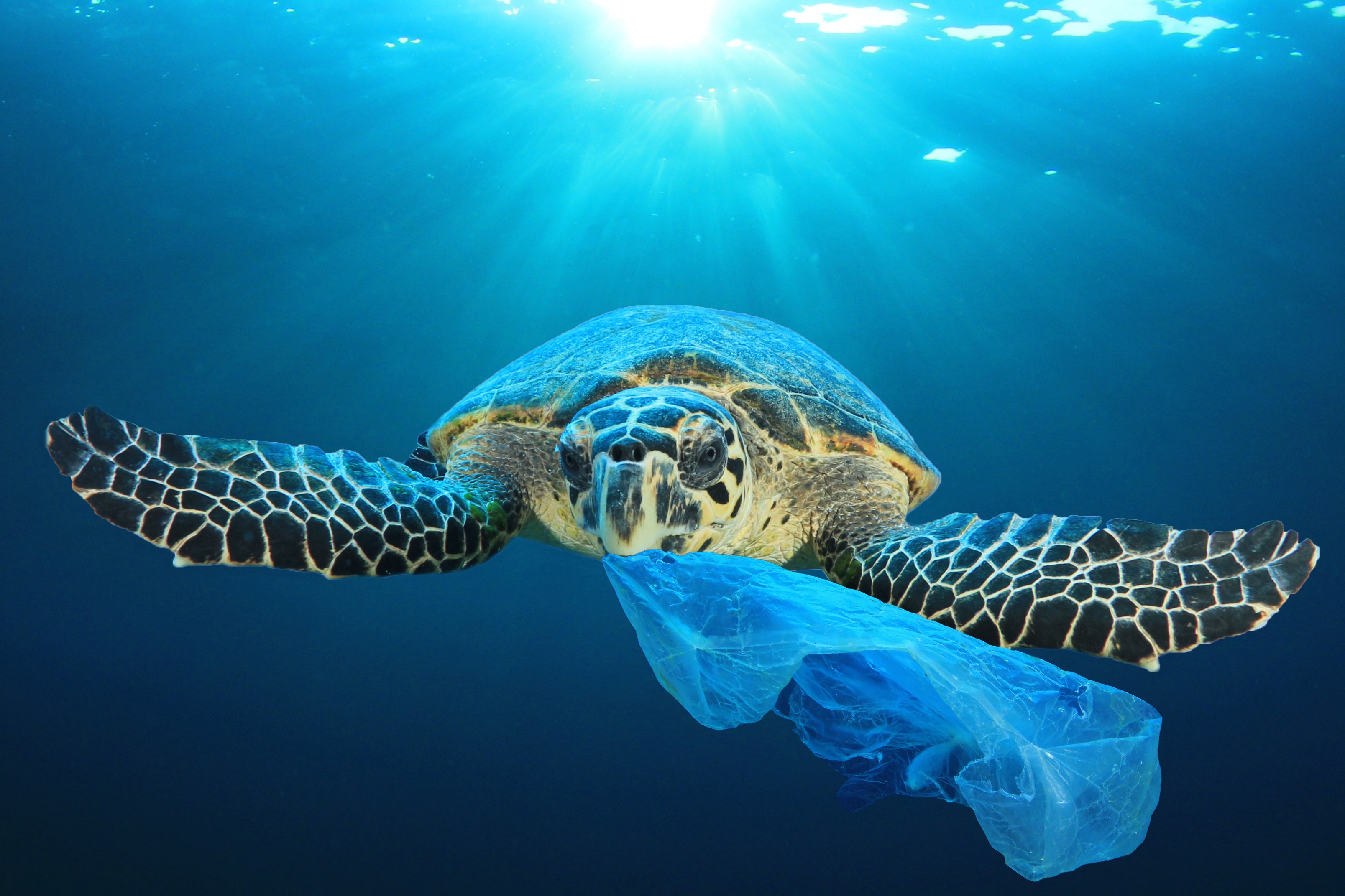 Tackling the Plastic Crisis