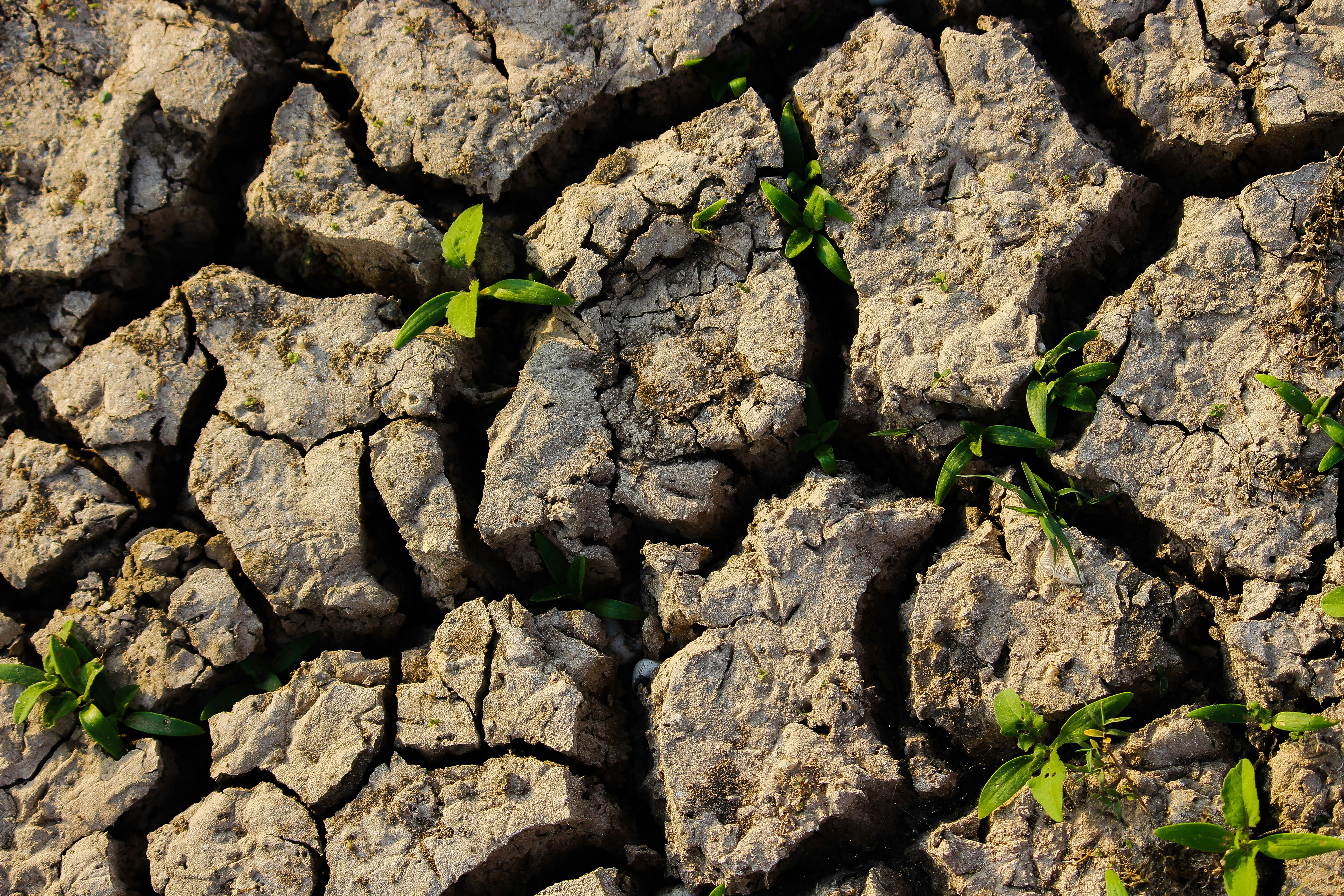 leaves peaking through dry soil