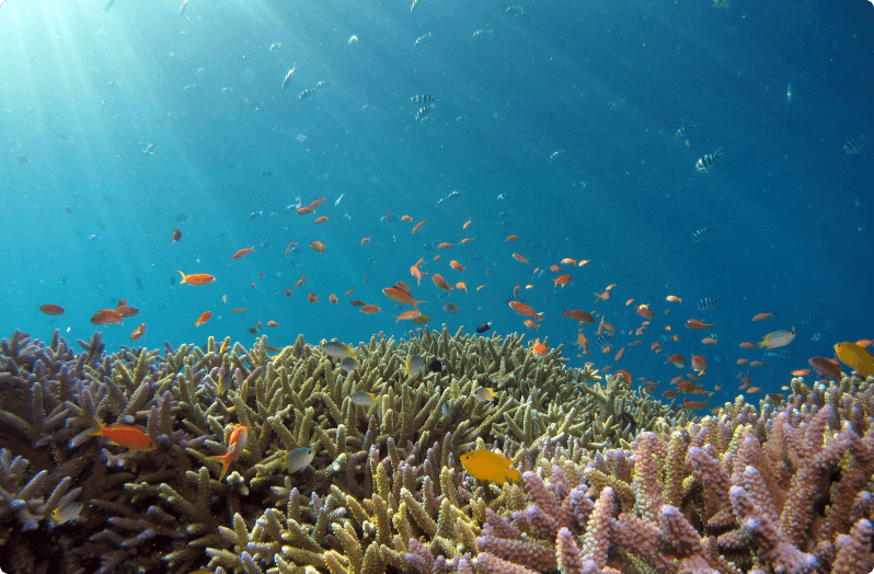 healthy coral reef