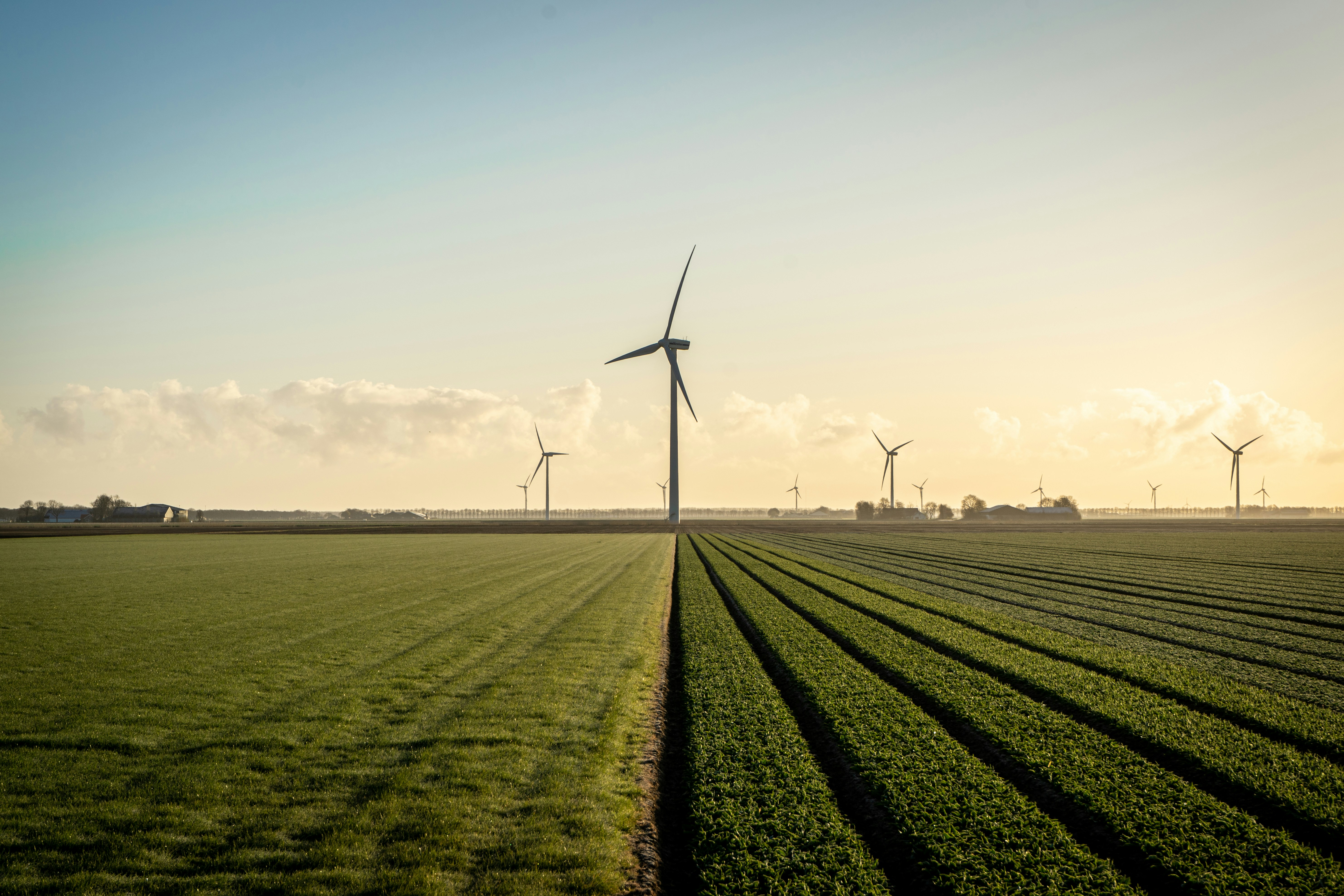 Image of windmills in a large agricultural field. 