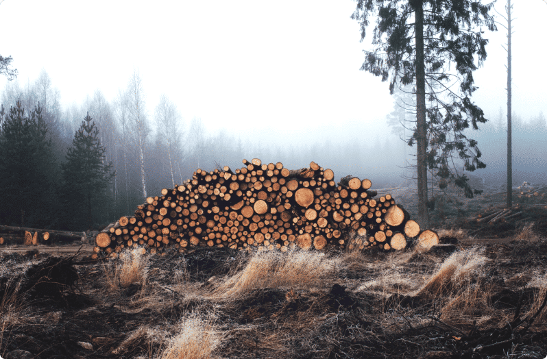 pile of cut wood in a forest