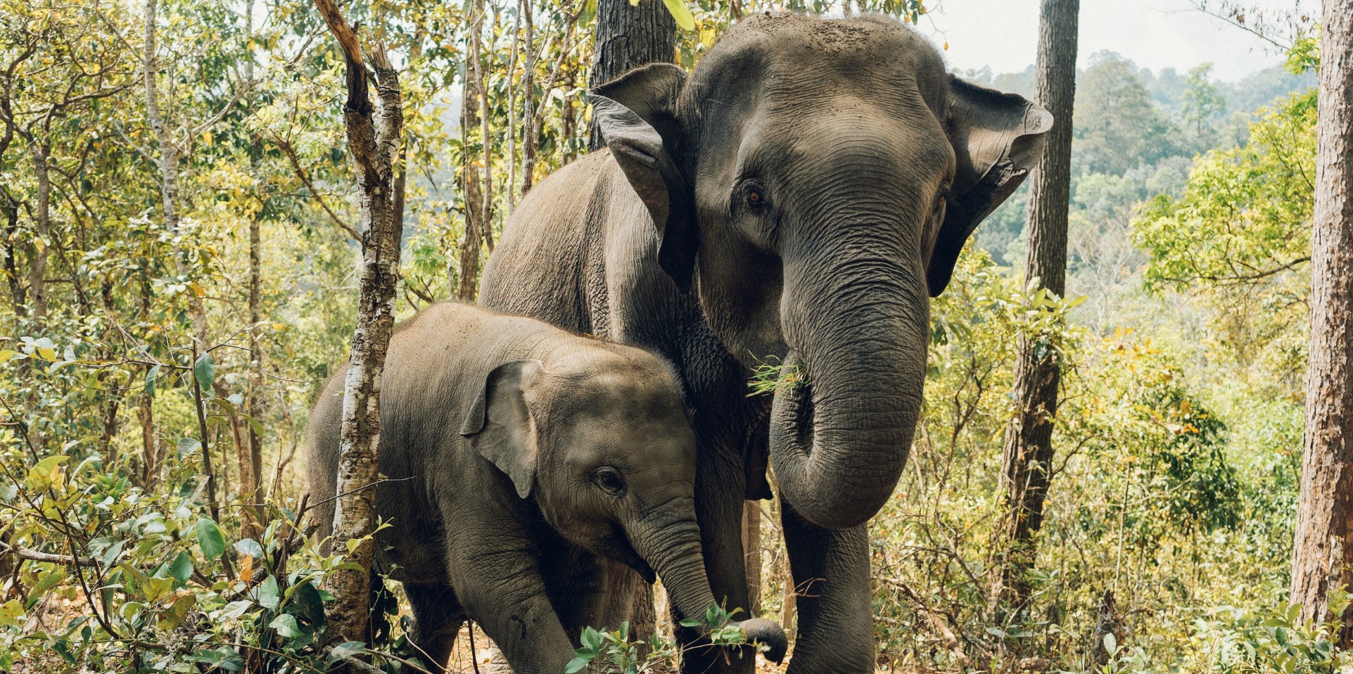 An adult and baby elephant eating leaves in the jungle