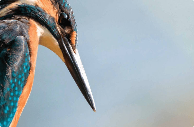 kingfisher bird