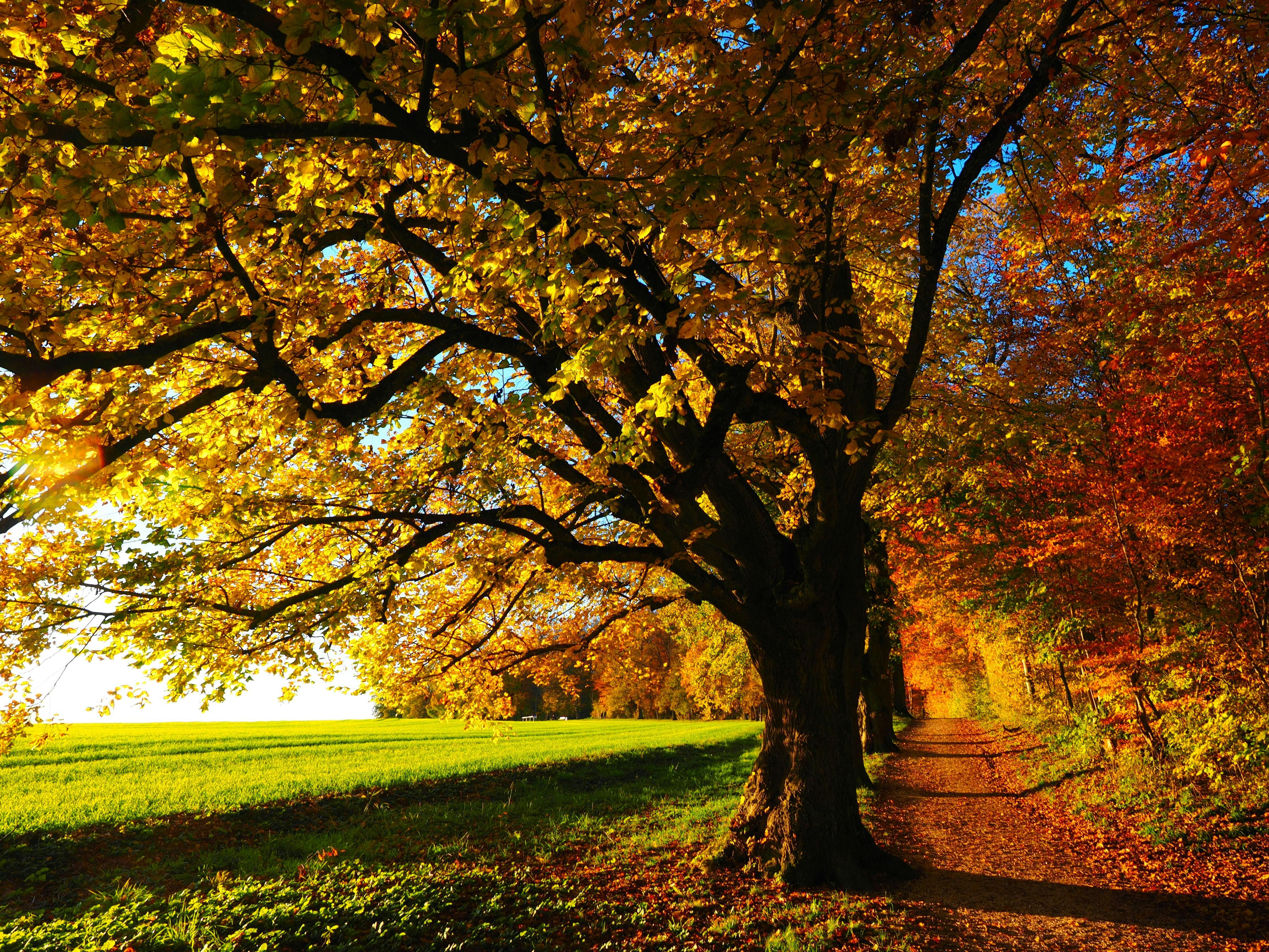 Image of tree in autumn with red and orange leaves