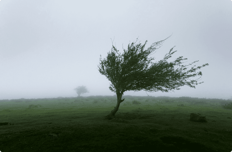 tree blowing in a strong storm