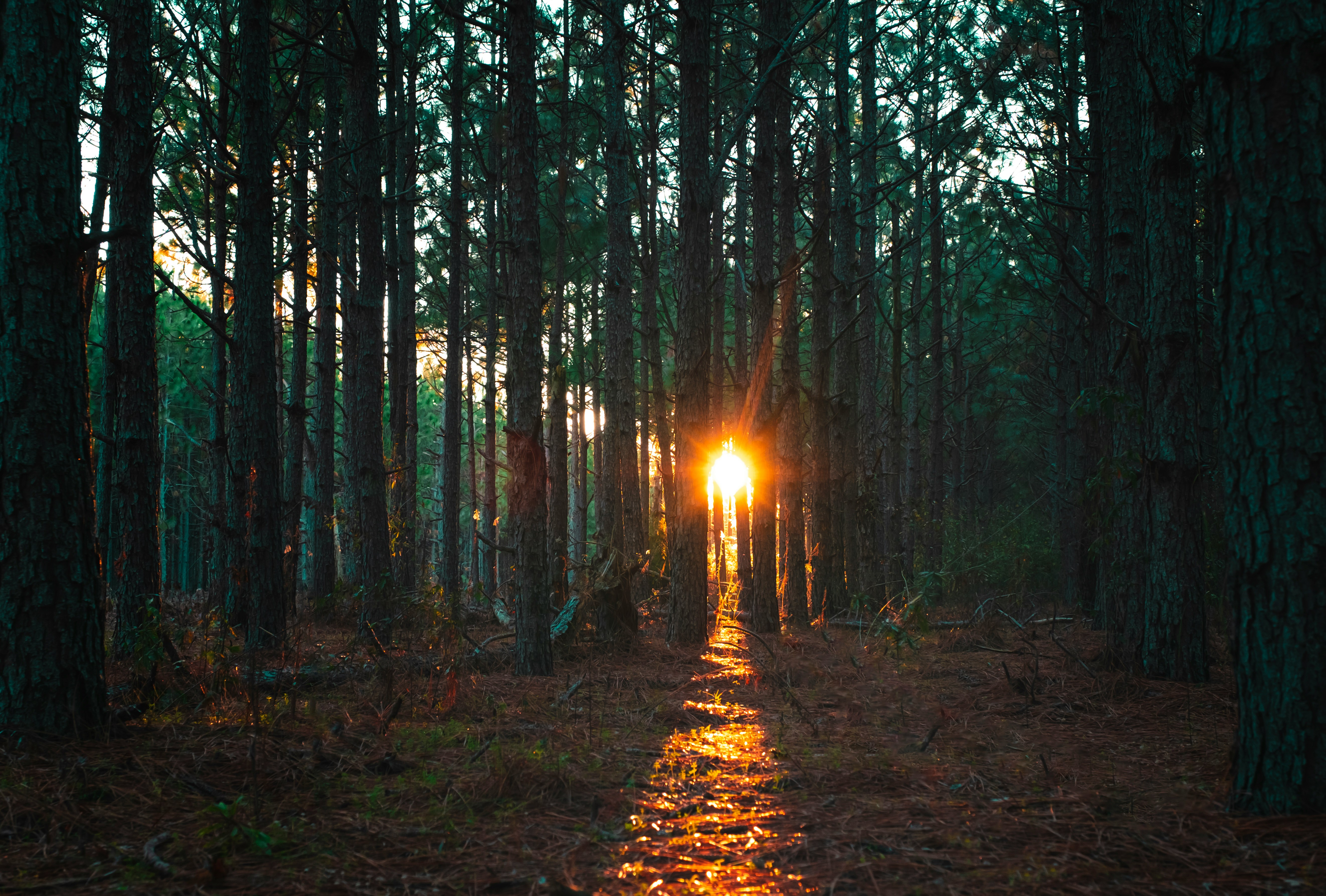 light through trees