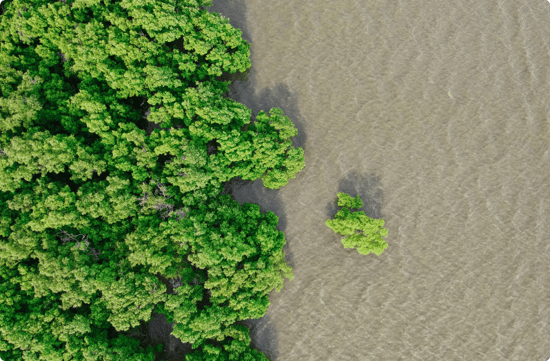 mangroves