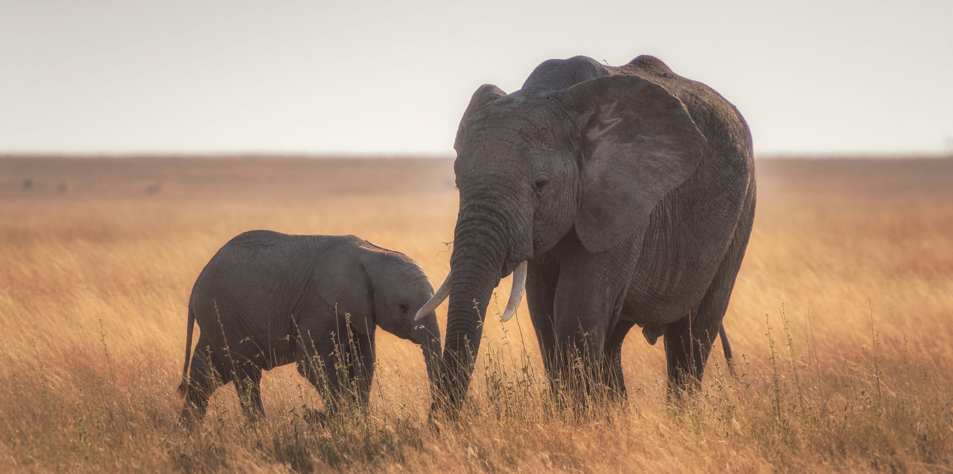 Adult and baby elephant in the wild