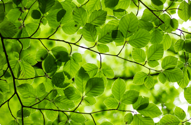 green leaves